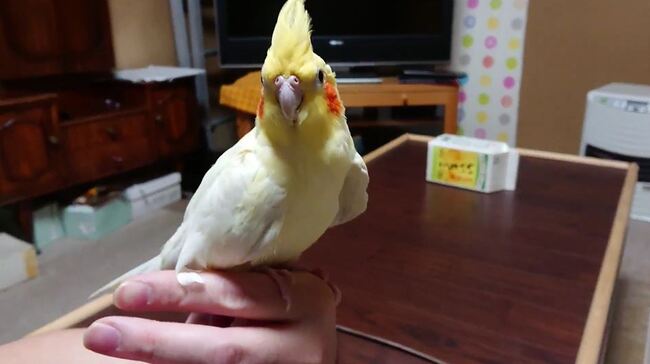 オカメインコが大好きな飼い主さんのところへ ニコニコニュース