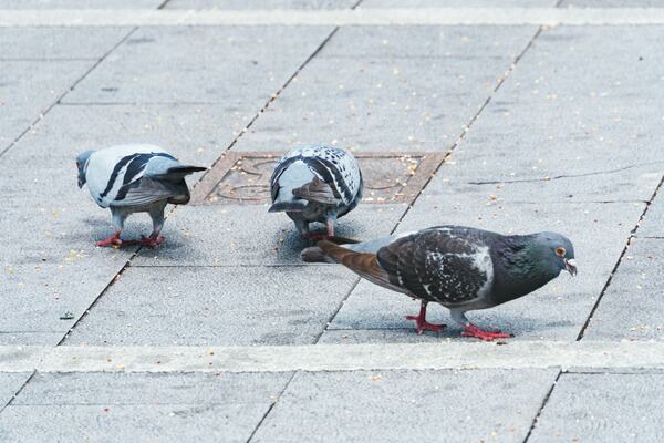 神社で100匹以上のハトが大量死 犯人は小学生 衝撃の未成年犯罪事件簿 ニコニコニュース