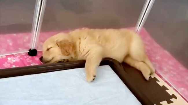 ゴールデンレトリバーの赤ちゃんがピクピクしているので心配になって動物病院に連絡したら 可愛すぎる理由だったことが判明 ニコニコニュース ゴールデンレトリバーの赤ちゃんがピクピクしているので心配になって動物病院に連絡したら 可愛すぎる理由だったことが判明 ニコニコニュース