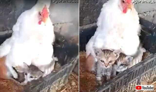 鶏のお母さん うちの子たちに構わないで と 3匹の子猫の面倒を見る ニコニコニュース
