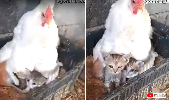 鶏のお母さん うちの子たちに構わないで と 3匹の子猫の面倒を見る ニコニコニュース 鶏のお母さん うちの子たちに構わないで と 3匹の子猫の面倒を見る ニコニコニュース
