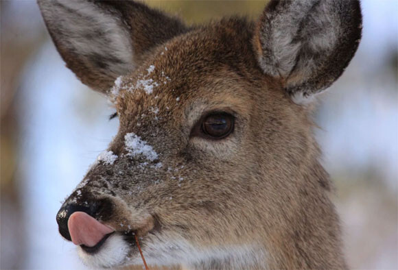 人間の死体の骨を食べる鹿の姿が初めて観察される アメリカ ニコニコニュース