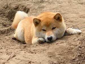 取らないから大丈夫だよ おやつを必死に隠す柴犬が可愛すぎる ニコニコニュース 取らないから大丈夫だよ おやつを必死に隠す柴犬が可愛すぎる ニコニコニュース