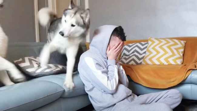 なんて優しいんだ 泣いている飼い主さんを見た犬の行動に涙 ニコニコニュース なんて優しいんだ 泣いている飼い主さんを見た犬の行動に涙 ニコニコニュース