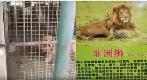 偽物 中国の動物園 ゴールデンレトリバーがライオンとして展示される ニコニコニュース