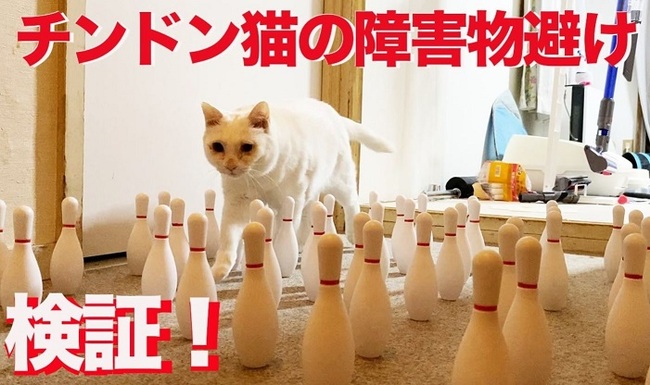 猫の身体能力をボーリングのピンを並べて確かめてみた ピンをなぎ倒す真打ちの登場に ブルドーザー 我が道を行く の声 ニコニコニュース 猫の身体能力をボーリングのピンを並べて確かめてみた ピンをなぎ倒す真打ちの登場に ブルドーザー 我が道を行く の声 ニコニコニュース