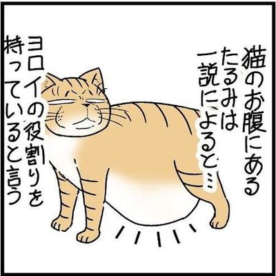 猫 お腹 たるみ