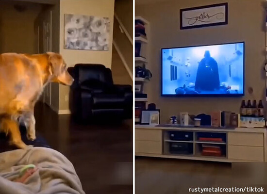 フォースの暗黒面の恐ろしさを知ってしまった犬 ダース ベイダーが画面に映るとソファの後ろに隠れる ニコニコニュース フォースの暗黒面の恐ろしさを知ってしまった犬 ダース ベイダーが画面に映るとソファの後ろに隠れる ニコニコニュース