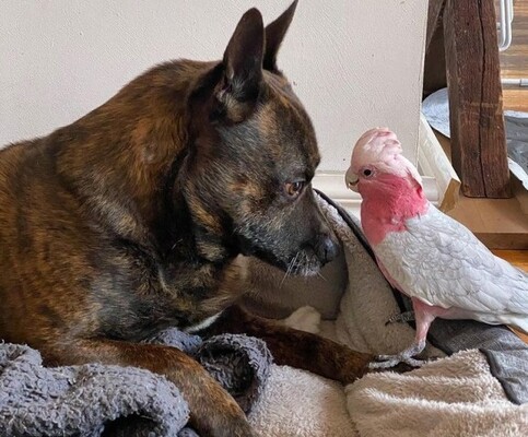 怪我をした野生の鳥を保護したところ 犬がそばに寄り添い続け いつしか大親友に オーストラリア ニコニコニュース 怪我をした野生の鳥を保護したところ 犬がそばに寄り添い続け いつしか大親友に オーストラリア ニコニコニュース