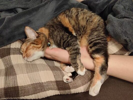 私とペット 第19回 山本さほ トルコ ニコニコニュース