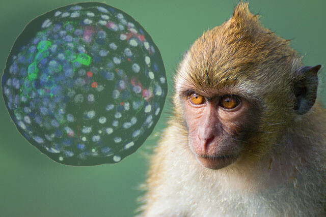 一部が猿で一部が人間 サルとヒトを融合したキメラ胚を生み出し 19日間成長させることに成功 ニコニコニュース