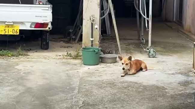 沖縄 亡くなったおじいさんを独りで待ち続けていた健気な犬 ニコニコニュース