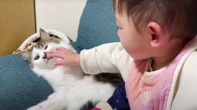 イケメン猫 赤ちゃんにイタズラされてもちゃんと気遣う猫が可愛すぎると話題に ニコニコニュース
