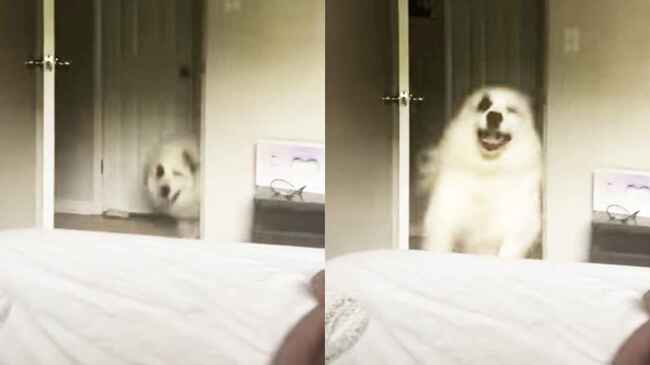 最強の目覚まし 毎朝激しすぎる起こし方をしてくる大型犬が可愛すぎると話題に ニコニコニュース 最強の目覚まし 毎朝激しすぎる起こし方をしてくる大型犬が可愛すぎると話題に ニコニコニュース