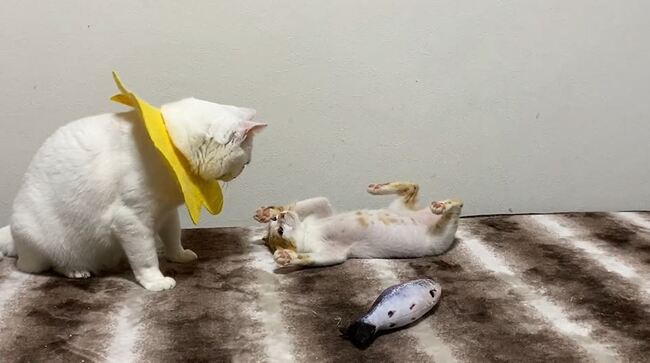 ネコ社会にも新人教育が 先輩猫のポーズを一生懸命マネする子猫に 何そのポーズw うつったw の声 ニコニコニュース ネコ社会にも新人教育が 先輩猫のポーズを一生懸命マネする子猫に 何そのポーズw うつったw の声 ニコニコニュース