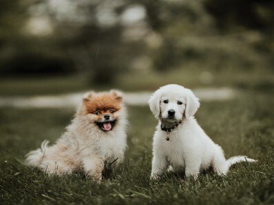 大事に育てます と譲り受けた犬を1時間後に食べる 韓国人男性に非難殺到 ニコニコニュース