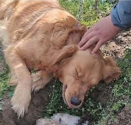 我が子の死が受け入れられず 必死にお墓を掘り起こそうとするゴールデンレトリバーの母犬 ニコニコニュース 我が子の死が受け入れられず 必死にお墓を掘り起こそうとするゴールデンレトリバーの母犬 ニコニコニュース