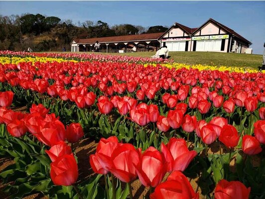 美しい花々が咲き誇る 千葉県袖ケ浦市の東京ドイツ村でポピーやバラが見頃 ニコニコニュース 美しい花々が咲き誇る 千葉県袖ケ浦市の東京ドイツ村でポピーやバラが見頃 ニコニコニュース