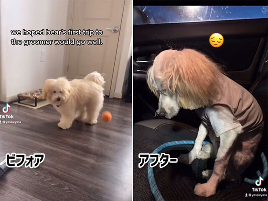 ふわふわの犬が ピエロのペニーワイズ化 犬の失敗ヘアカット ビフォア アフター ニコニコニュース ふわふわの犬が ピエロのペニーワイズ化 犬の失敗ヘアカット ビフォア アフター ニコニコニュース