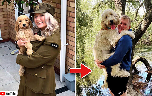 小型犬として飼った犬がいつのまにか大型サイズになっていた件 イギリス ニコニコニュース