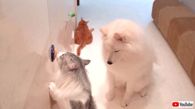 壁にペットのオヤツを貼ってみた まさかこんなところに と少々苦戦気味の猫ズと犬 ニコニコニュース