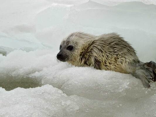 赤ちゃんアザラシが初めて水に入った結果 天使 親近感を覚えた ニコニコニュース