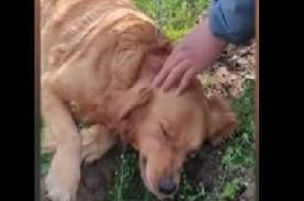 悲痛 分娩中に亡くなった我が子との別れが受け入れられない母犬の姿が悲しすぎる ニコニコニュース