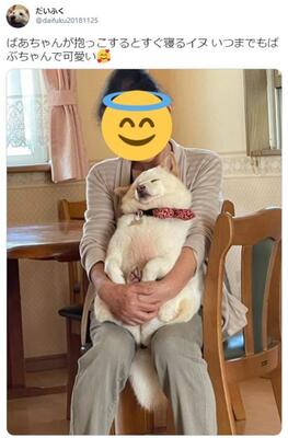 おばあちゃんの腕の中でとろける犬がたまらない可愛さ もちもち 溶けかけのマシュマロ ニコニコニュース おばあちゃんの腕の中でとろける犬がたまらない可愛さ もちもち 溶けかけのマシュマロ ニコニコニュース