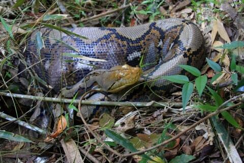 横浜の ニシキヘビ いまだ逃走中 人に危害を加えたら 飼い主の責任はどうなる ニコニコニュース