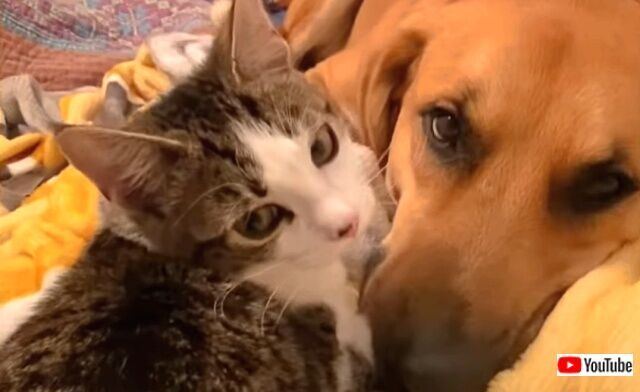 犬と子猫の はじめまして 仲良くしてね そして本当に親友になった2匹のいちゃこらっぷりに癒されよう ニコニコニュース