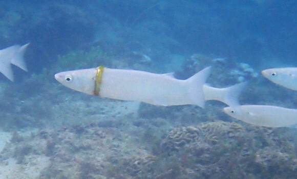 5か月前に失くした結婚指輪を体にはめて泳いでいた魚が発見される ニコニコニュース 5か月前に失くした結婚指輪を体にはめて泳いでいた魚が発見される ニコニコニュース