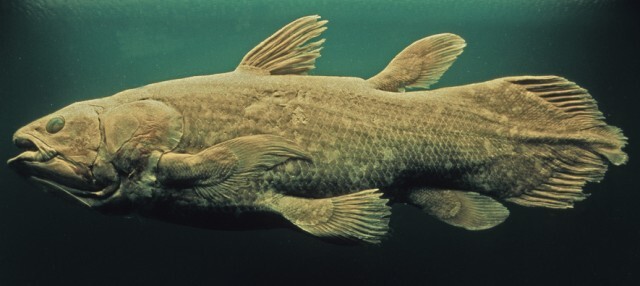 再発見された生きた化石 シーラカンス がまたしても絶滅の危機に直面 魚網にかかるケースが続出 ニコニコニュース 再発見された生きた化石 シーラカンス がまたしても絶滅の危機に直面 魚網にかかるケースが続出 ニコニコニュース
