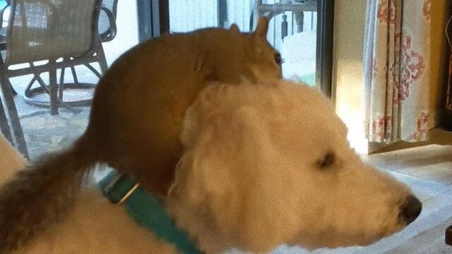 犬に乗りたいリス リスが乗ると頭を振りたい犬の異種間友情 保護された二匹は今はすっかり仲良しコンビみたいだ ニコニコニュース