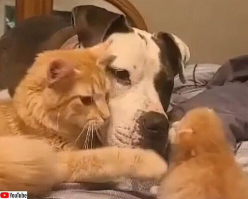 異種フレンズのやさしい世界 犬と母猫が仲良く並んで子猫を見守る ニコニコニュース