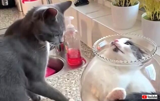 金魚鉢の中で液状化した猫 意地でも固体には戻らニャい と 外に出るのを断固拒否 ニコニコニュース 金魚鉢の中で液状化した猫 意地でも固体には戻らニャい と 外に出るのを断固拒否 ニコニコニュース