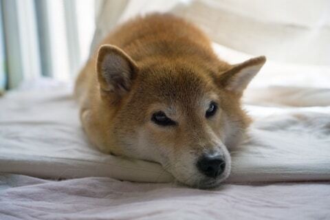 突然 ペット可 になった自宅マンション 早朝や深夜にも犬の鳴き声 引っ越し代は請求できる ニコニコニュース 突然 ペット可 になった自宅マンション 早朝や深夜にも犬の鳴き声 引っ越し代は請求できる ニコニコニュース