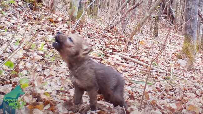 監視カメラに映った野生のオオカミの赤ちゃんの遠吠えの練習が可愛すぎると話題に ニコニコニュース