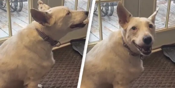 尊さ炸裂 耳の聞こえない犬が 飼い主とコミュニケーションを取りたくて 他の犬を真似て 吠える 仕草を学ぶ ニコニコニュース 尊さ炸裂 耳の聞こえない犬が 飼い主とコミュニケーションを取りたくて 他の犬を真似て 吠える 仕草を学ぶ ニコニコニュース