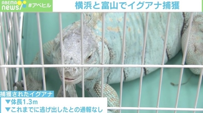 おもちゃかと思ったら 本物のイグアナ 横浜 富山で相次ぎ捕獲 ニコニコニュース おもちゃかと思ったら 本物のイグアナ 横浜 富山で相次ぎ捕獲 ニコニコニュース