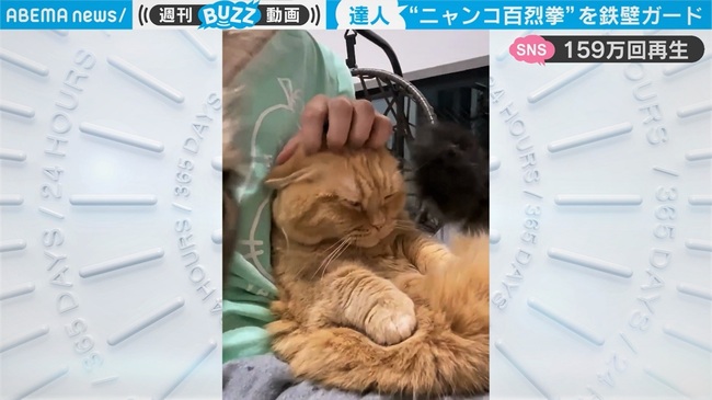 燃え尽きてるw ケンカを終えた猫がぐったり 短い 前足でガード 猫パンチの結末に反響 ニコニコニュース 燃え尽きてるw ケンカを終えた猫がぐったり 短い 前足でガード 猫パンチの結末に反響 ニコニコニュース