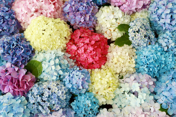 紫陽花の魅力を再発見 ヨーロッパで見出された 東洋のバラ ニコニコニュース 紫陽花の魅力を再発見 ヨーロッパで見出された 東洋のバラ ニコニコニュース