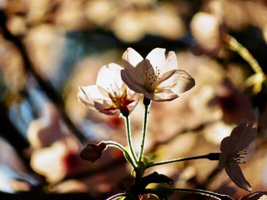 中国で生まれた桜 どのようにして日本を代表する花になったのか 中国メディア ニコニコニュース