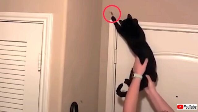 猫の手も借りたい夜だから キュートで可愛い猫たちの所業を詰め合わせてみた ニコニコニュース 猫の手も借りたい夜だから キュートで可愛い猫たちの所業を詰め合わせてみた ニコニコニュース