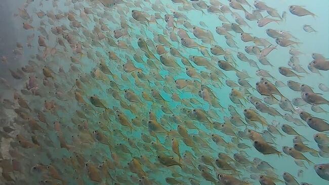神奈川県三浦市の 城ヶ島 で水中撮影 釣れない海に大群が現れ うわあああ いっぱいいるw の声 ニコニコニュース 神奈川県三浦市の 城ヶ島 で水中撮影 釣れない海に大群が現れ うわあああ いっぱいいるw の声 ニコニコニュース