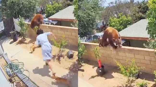 庭に侵入した大きな熊 17歳の少女が犬を助けるために取った行動が凄すぎると世界中で話題に ニコニコニュース