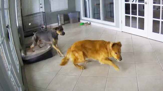 訓練していたわけじゃないのに てんかん発作の犬を落ち着かせるために取った親友犬の行動が話題に ニコニコニュース