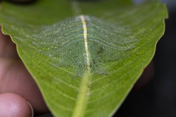 擬態のレベルが高すぎてもはや別次元 葉の葉脈に成りすます蝶の幼虫 芋虫出演中 ニコニコニュース