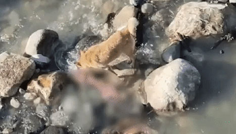 インドでコロナ感染者が急増し手に負えなくなり放置 捨てられた死体を犬が食べてしまいコロナが再拡散 ニコニコニュース インドでコロナ感染者が急増し手に負えなくなり放置 捨てられた死体を犬が食べてしまいコロナが再拡散 ニコニコニュース