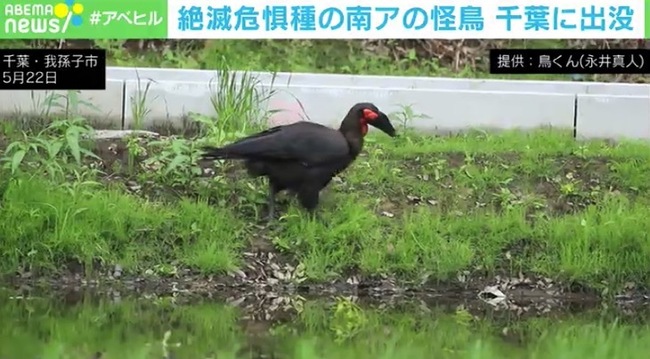 アフリカの絶滅危惧種に指定されている怪鳥が 千葉県柏市で目撃される 翼を広げたら２メートル程の大きさ 一体なぜ カサネあんてな 最新のおすすめまとめアンテナサイト