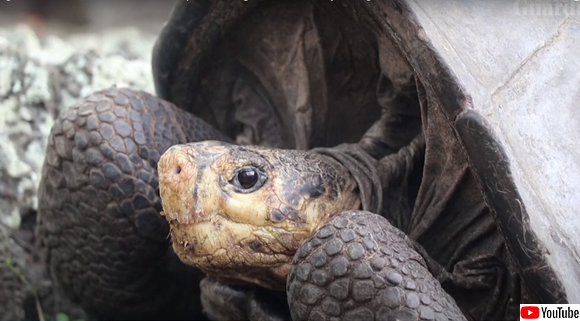 またしてもうれしいニュース 100年以上前に絶滅したと思われていた野生のガラパゴスゾウガメが再発見される ニコニコニュース